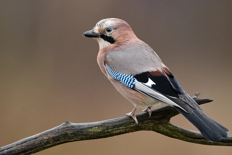 A Eurasiain jay sitting on a branch.