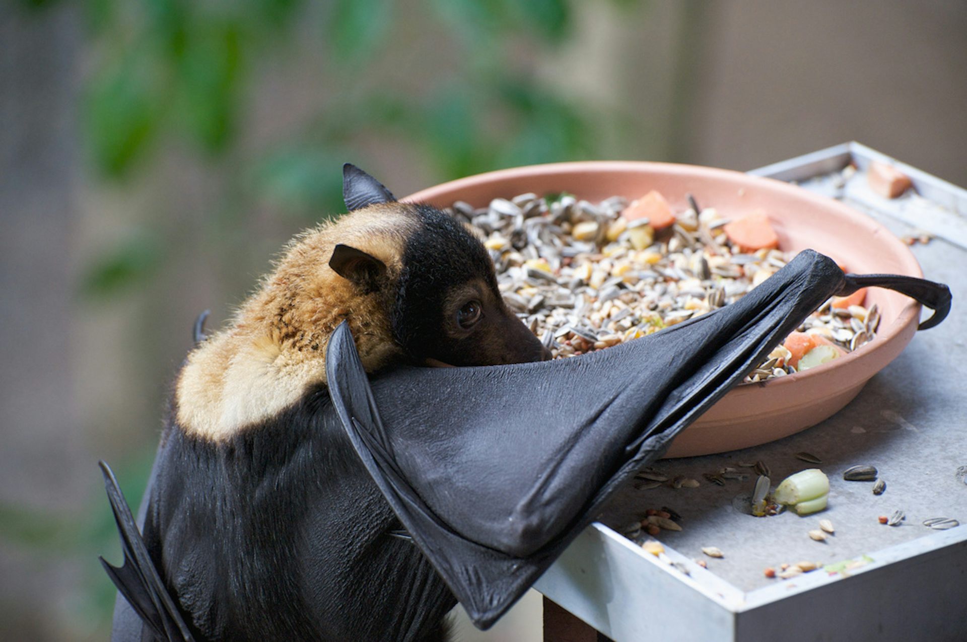 Conservation shouldn't be a popularity contest, image size:1356x668