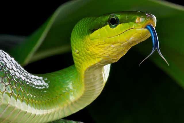 Close up of a green snake with a blue forked tongue.