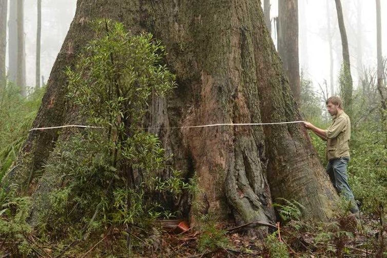 Growing up with trees: new books use story and science to connect kids with nature