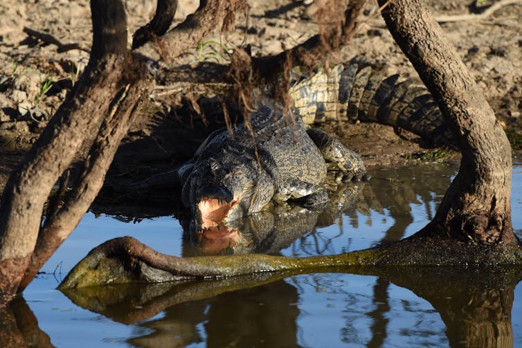 Friday essay: reckoning with an animal that sees us as prey — living and working in crocodile country