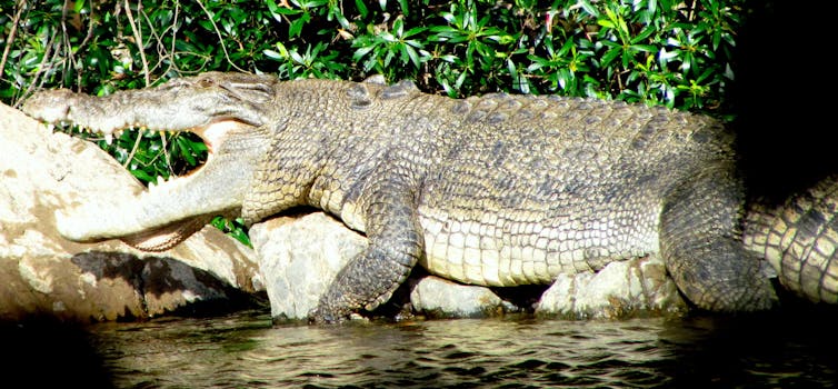 Friday essay: reckoning with an animal that sees us as prey — living and working in crocodile country