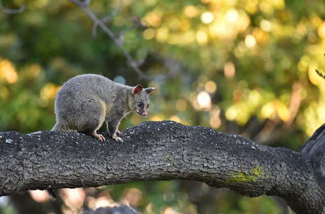 A possum on a tree in Australia. 