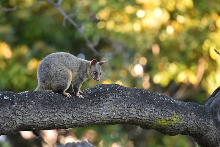 A possum on a tree in Australia.