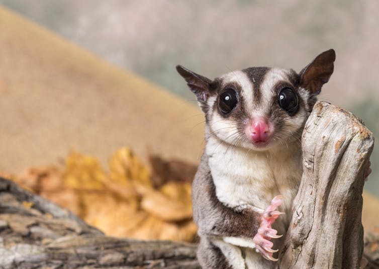 A sugar glider sits on a branch.