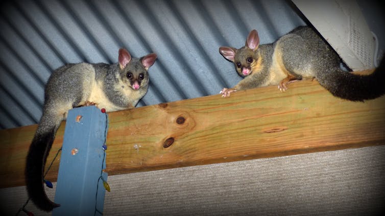 Possums shelter in a roof.