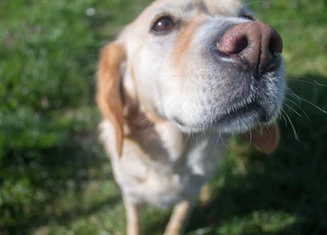 Close-up of dog sniffing the air