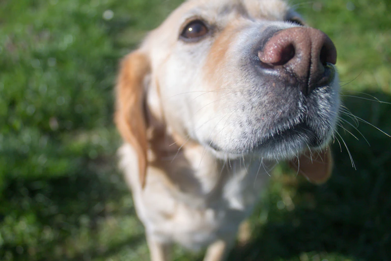 Close-up of dog sniffing the air