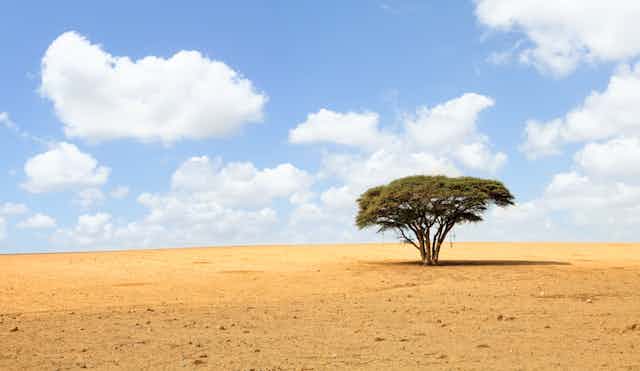 Acacia solitaria en medio del desierto.