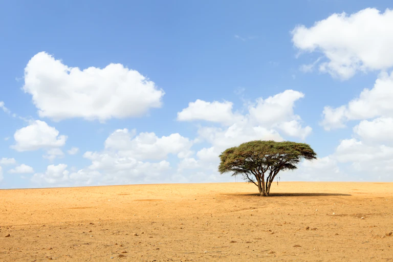 Acacia solitaria en medio del desierto.