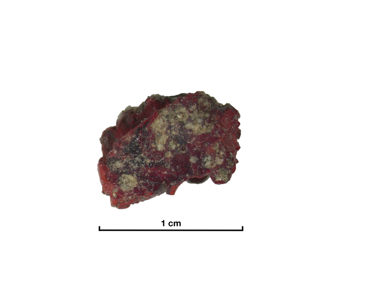 A red glassy rock around one centimetre long