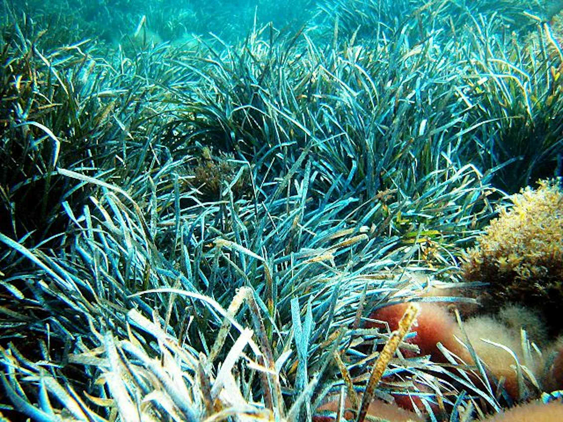 Океанические водоросли. Посидония океаническая. Посейдония водоросли. Посидония водоросль. Посейдония океаническая.