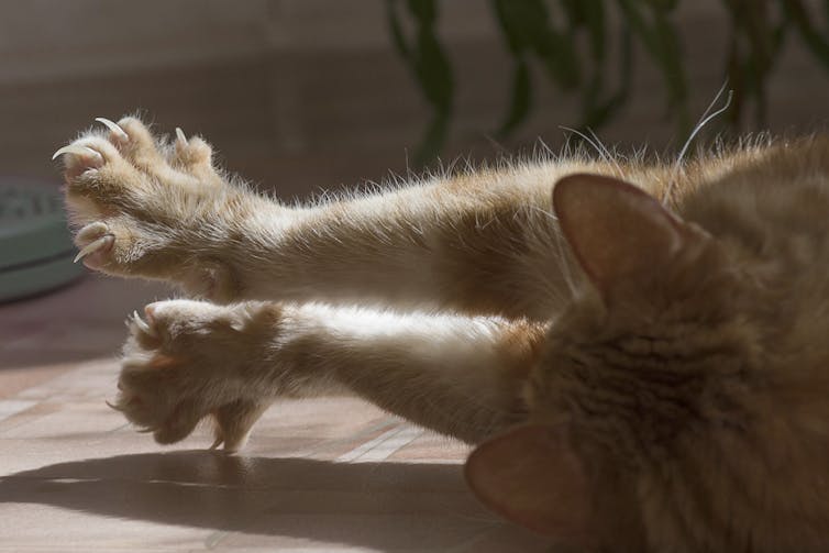 Um gato estende suas patas dianteiras, mostrando suas garras e dedos dos pés individualmente.