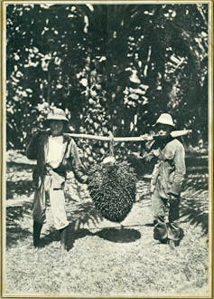 Two men with a large bunch of palm fruit suspended from a pole.