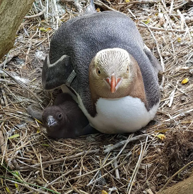 An adult penguin with yellowish face lying down with a black chick tucked into her side.