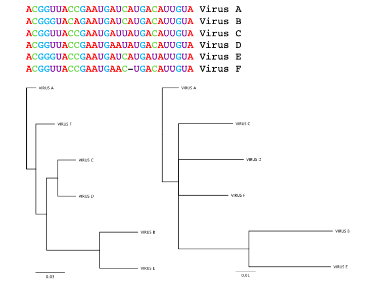 How virus detectives trace the origins of an outbreak – and why it's so tricky