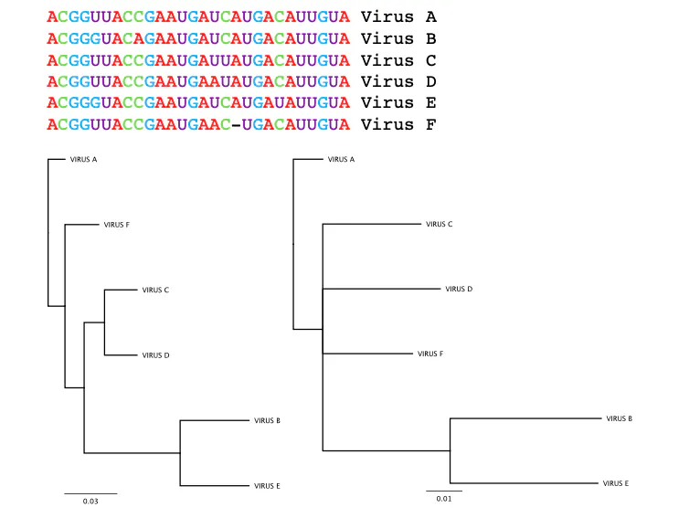 Example of two different phylogenetic trees constructed for the same genetic sequences