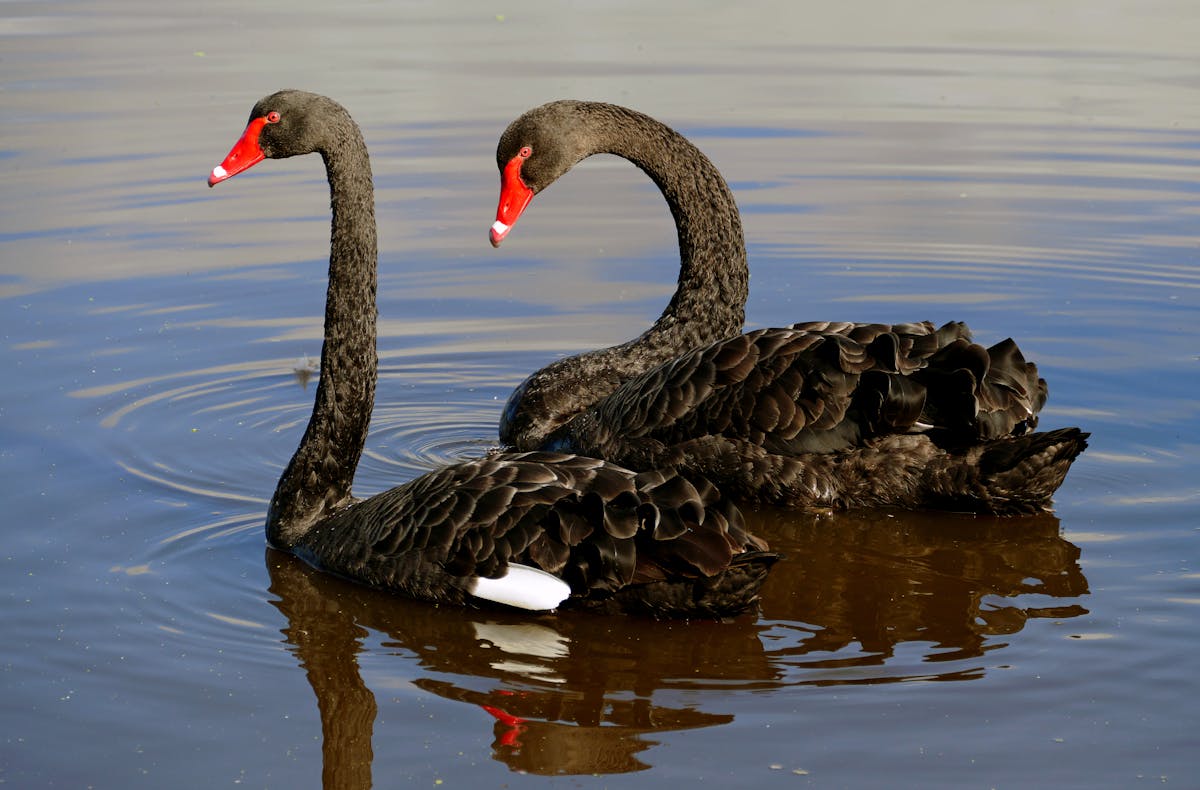 En smule dræbe propel Friday essay: a rare bird — how Europeans got the black swan so wrong