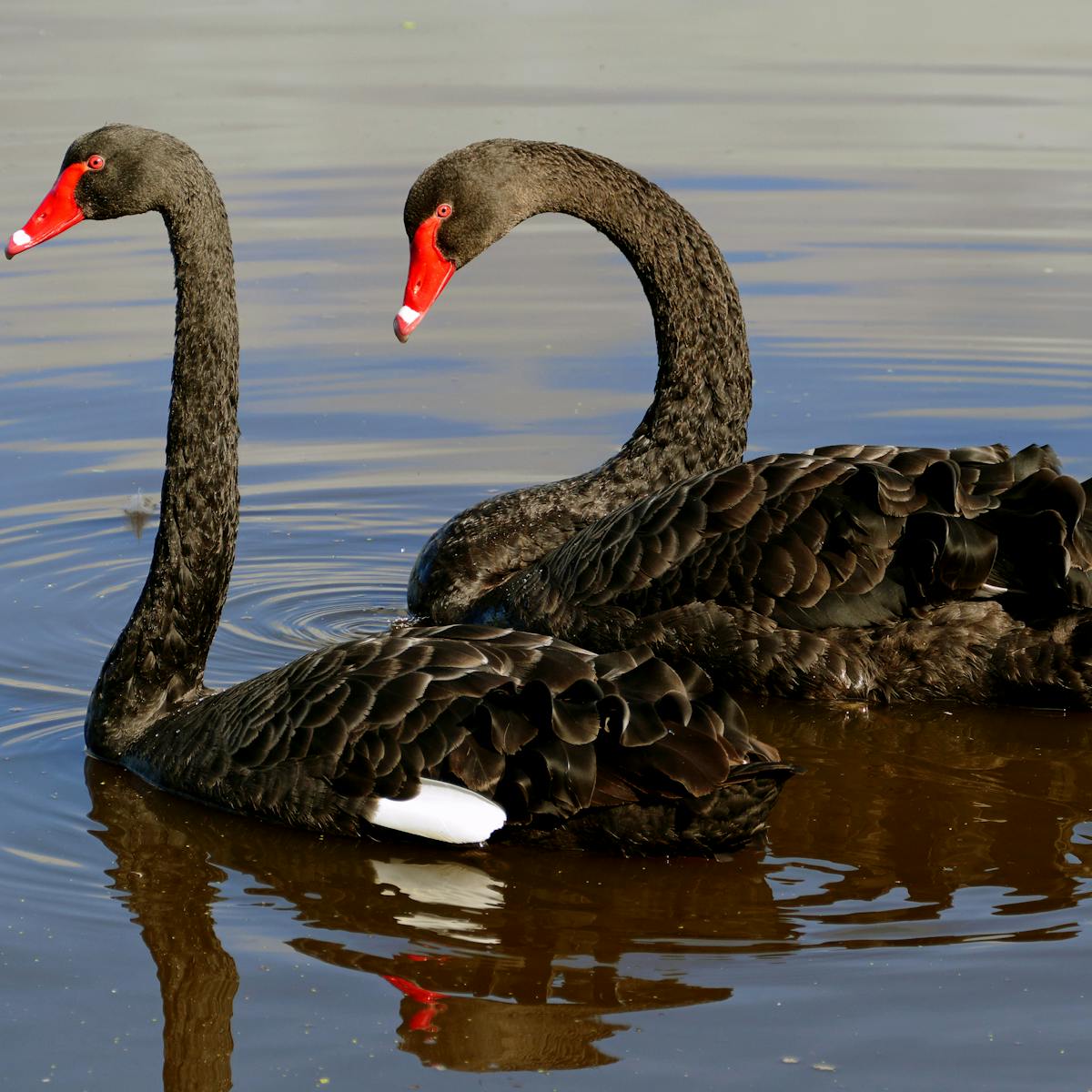 Friday essay: a rare bird — how Europeans got the black swan so wrong