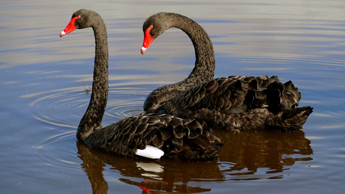 Opera slange Intervenere Friday essay: a rare bird — how Europeans got the black swan so wrong