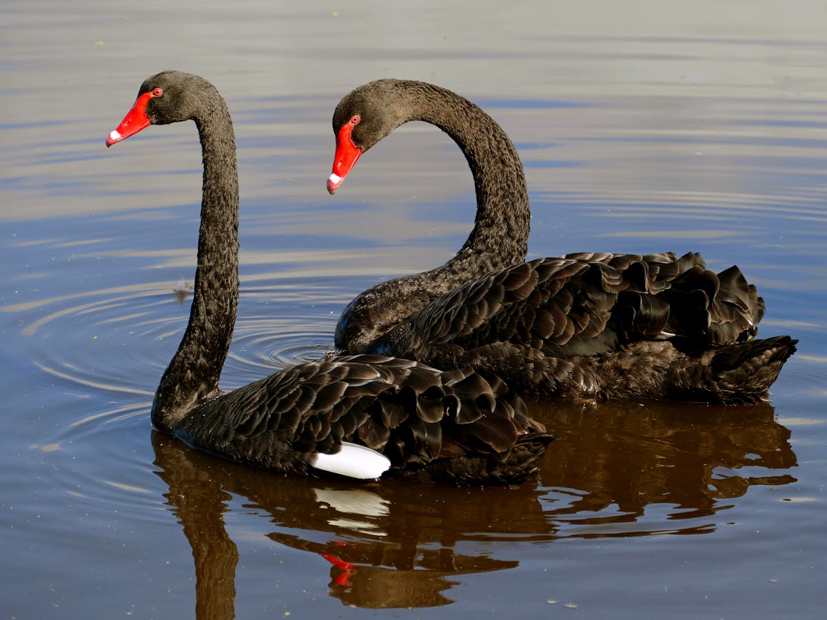 Næsten bureau Fælles valg Friday essay: a rare bird — how Europeans got the black swan so wrong
