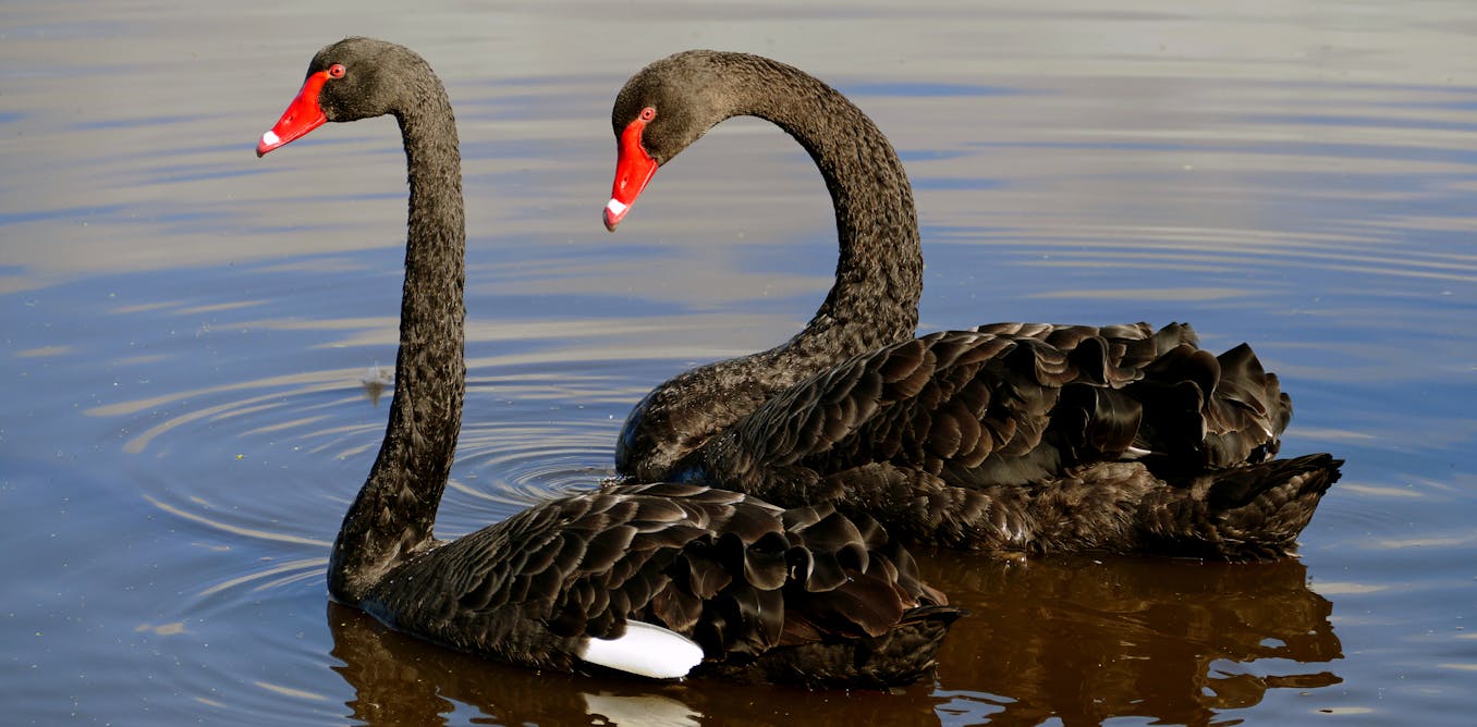 Black Milfs Nude Black Swan