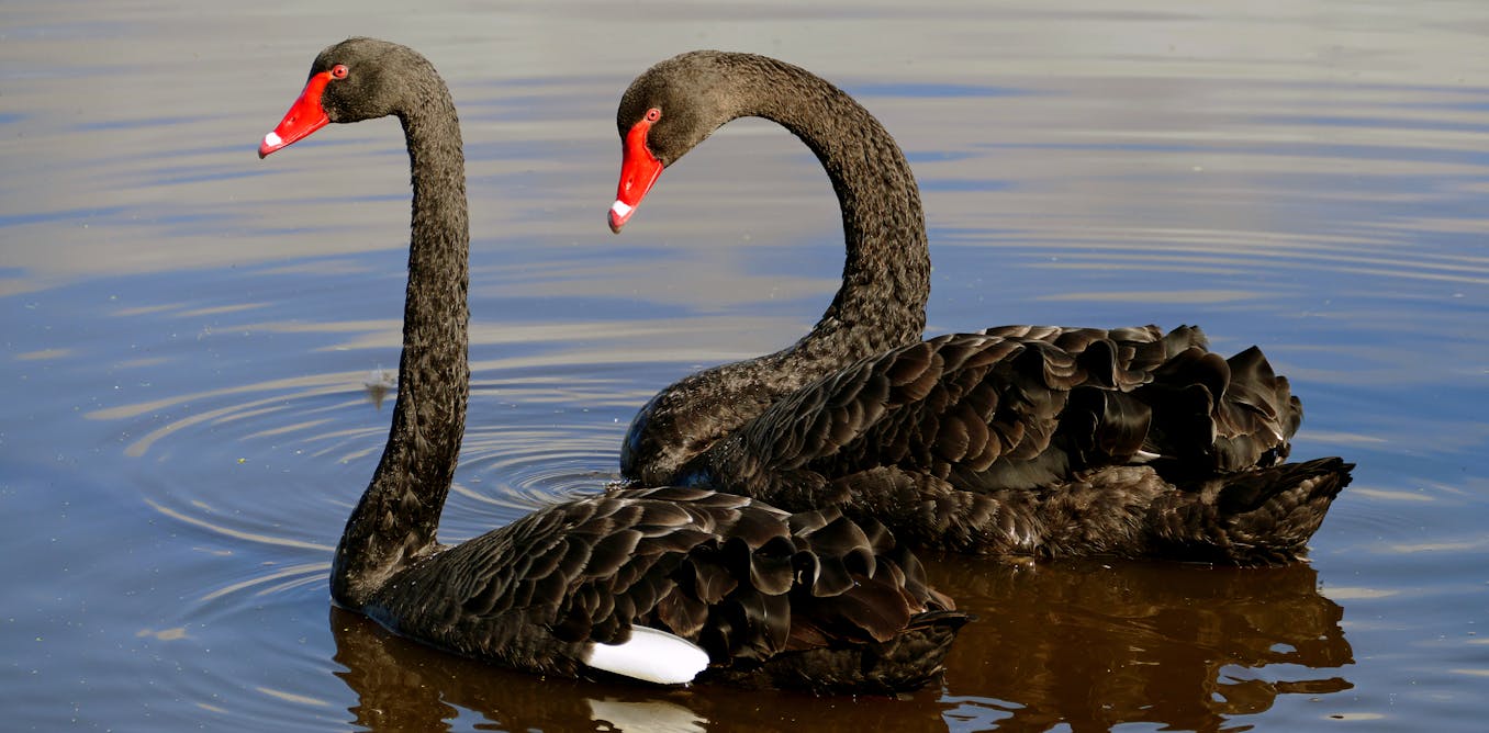 Swan Fridays - World Red Eye