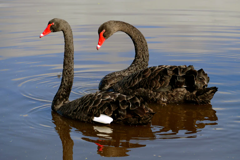 Two black swans