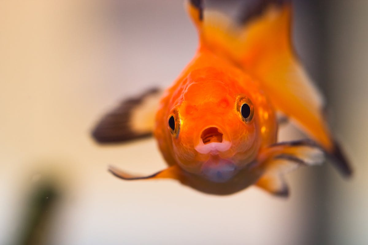 Ang pagsubok na goldfish na maaaring magbago ng iyong pag-uugali