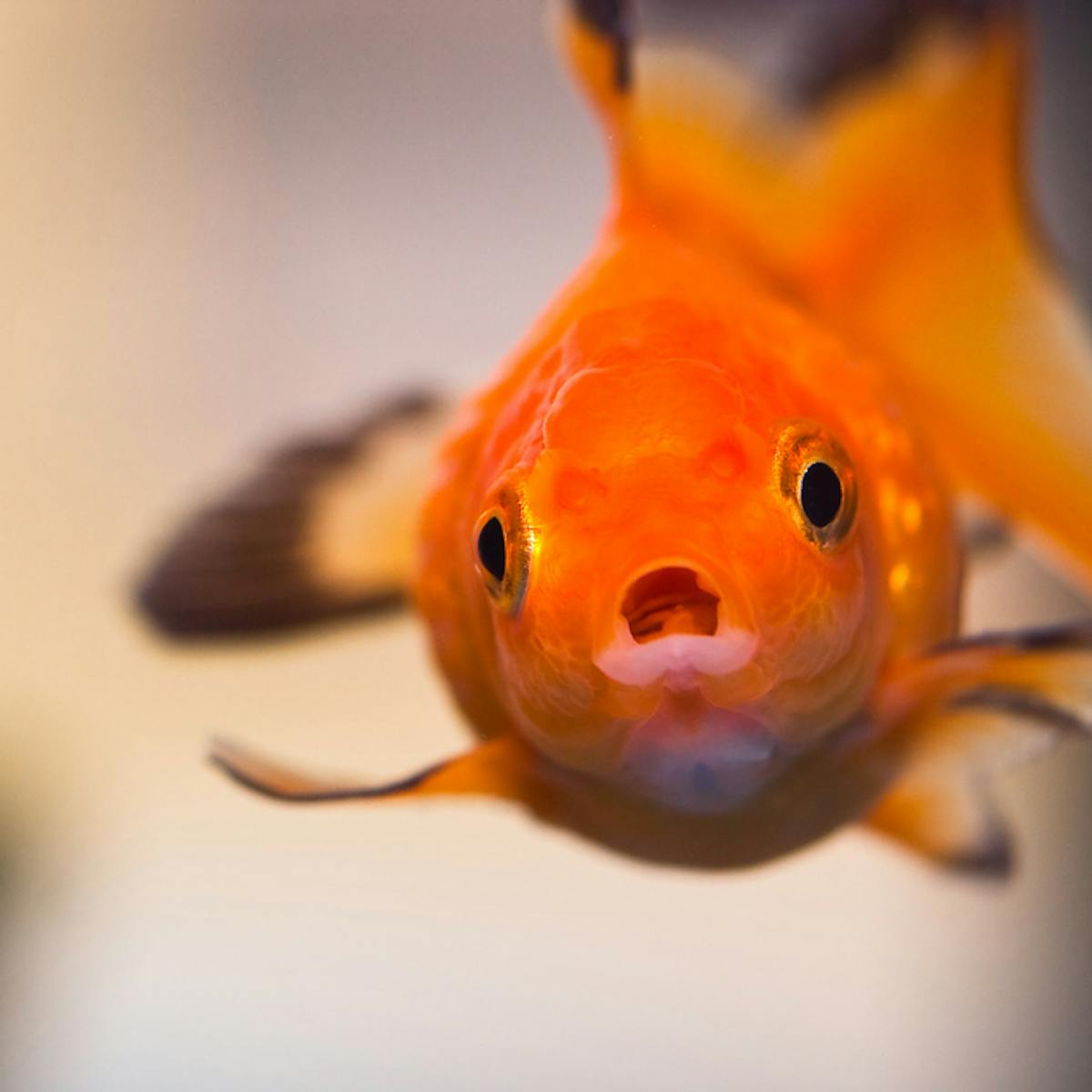 The goldfish test that can change your behaviour