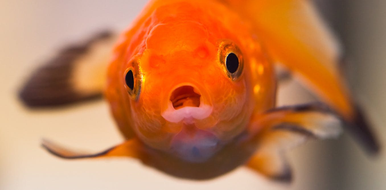 The Goldfish Test That Can Change Your Behaviour the-goldfish-test-that-can-change-your-behaviour