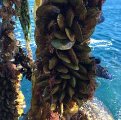 Mussel farm