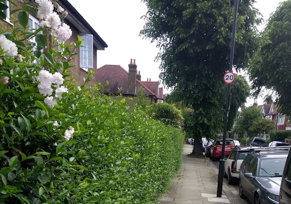 Suburban street with a huge hedge and pale pink roses.
