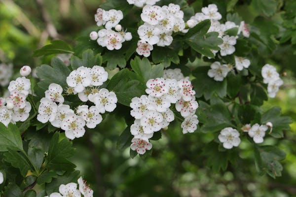 Pretty white hawthorn flowers blooming in a spring hedge.