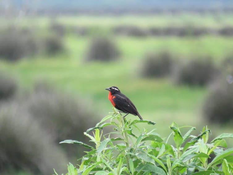 White-browed meadowlark perched on a bush in a farm paddock within the Atlantic Forest