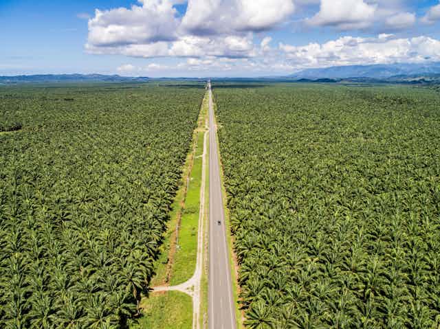 Aerial view of a road through a large plantation