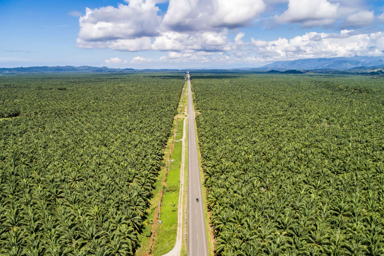Aerial view of a road through a large plantation