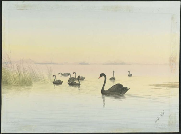 Painting of black swans