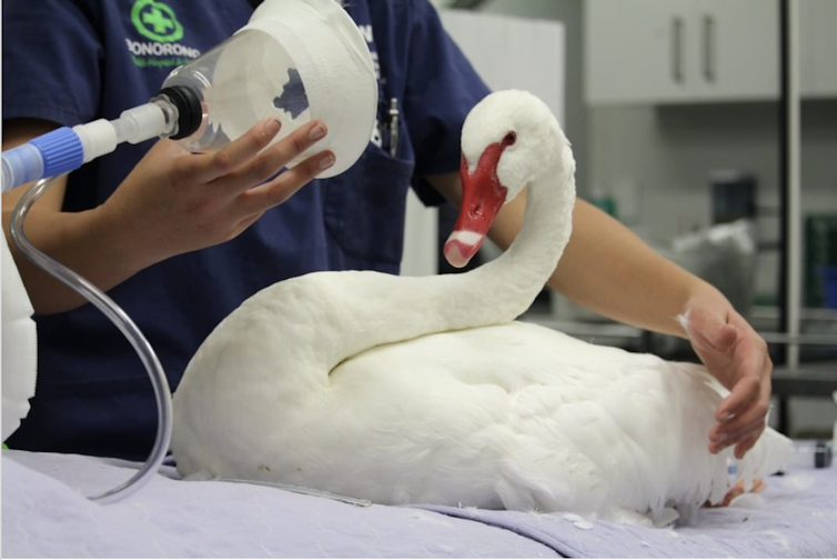 white swan at vet