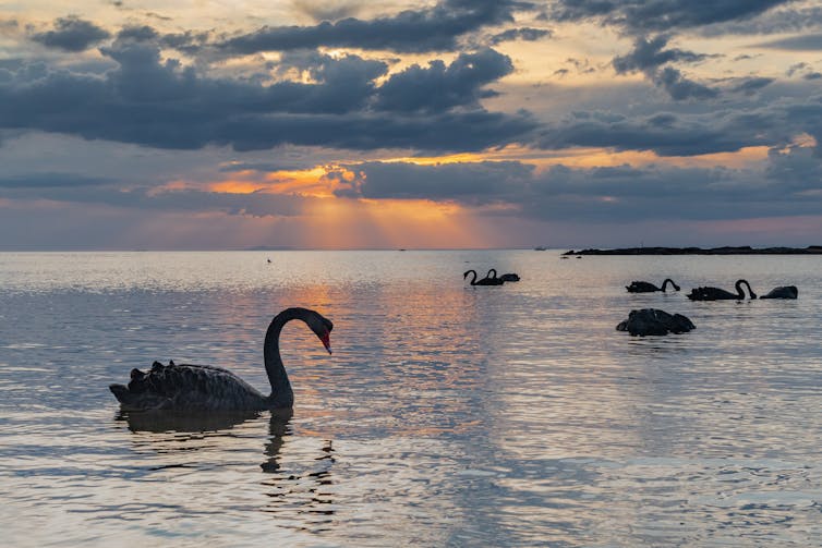 swans on water