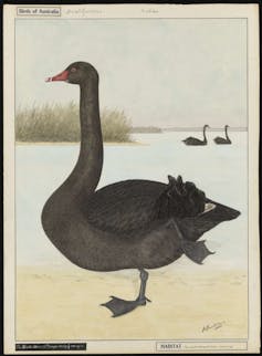 drawing of black swan