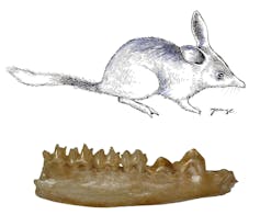 Ancient bilby and bandicoot fossils shed light on the mystery of marsupial evolution