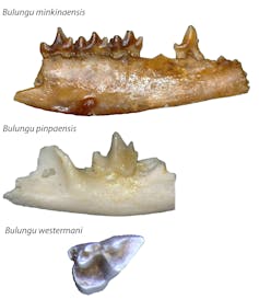 Ancient bilby and bandicoot fossils shed light on the mystery of marsupial evolution