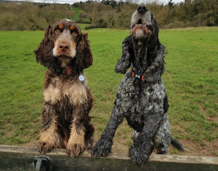 Two dogs with paws up on fence