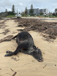 Cow washed up on beach