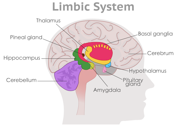 A diagram of the brain showing the parts of the limbic system.