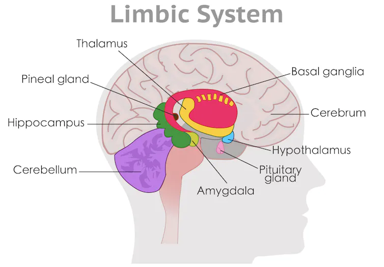 A diagram of the brain showing the parts of the limbic system.