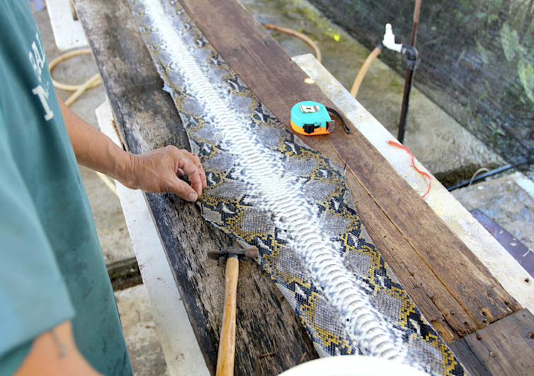 Man preparing a python leather on a table