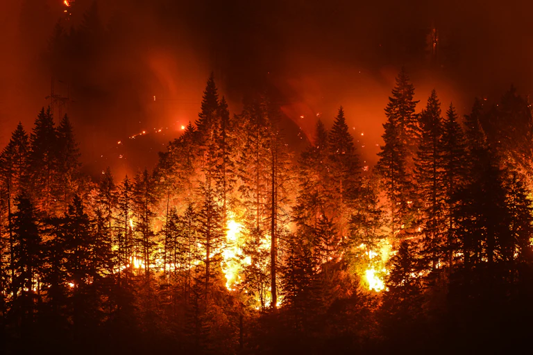 Forest on fire at night