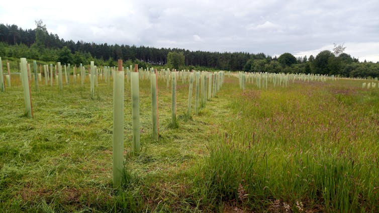 Rows of newly planted trees in a field